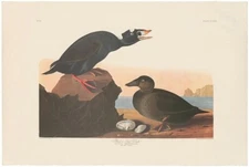 Audubon Amsterdam Ed Double Elephant Folio lithograph Pl 317 Black, or Surf Duck