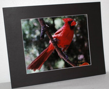 Red Cradinal Bird Wildlife Photo 8" x 10" in 11" x 14" Matte Signed by Kim Barry