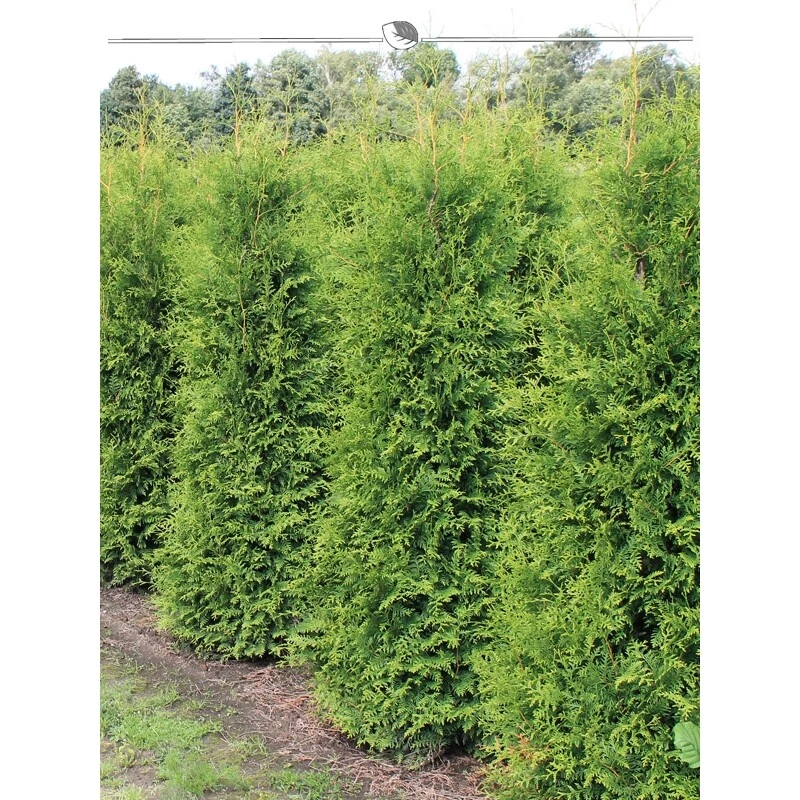 Thuja Brabant 180-200 cm. 20 Lebensbäume. Immergrün, Winterhart, Sichtschutz