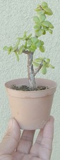 Cork Bark Jade Pre Bonsai Dwarf Mame Nice Nebari Portulacaria Flower