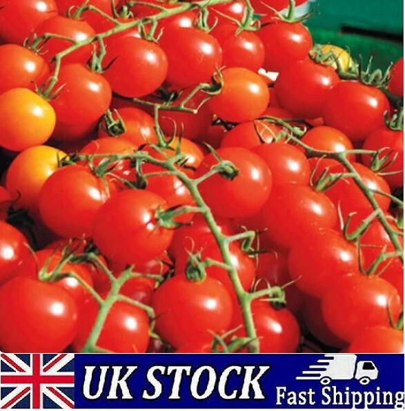 Semillas de tomate cereza Sweet Million F1 22 planta de alto rendimiento - 100 a 500 semillas