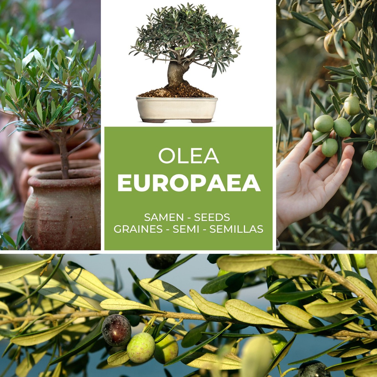 rhododendron pjm elite Rhododendron X 'PJM Elite Star' – Pondside Nursery main image 1