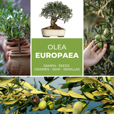 Olivenbaum - Olive - lbaum 10 Samen / Pack (Olea europaea) | eBay