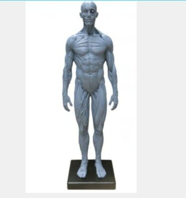 Art Drawing Painting Male 1:6 Sculpture Anatomy Figure Full Mcle Model USA