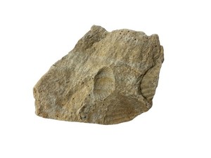 🪸🪨 DEVONIAN FOSSIL BIVALVE SHELL IMPRESSIONS 46.8 g LIMESTONE (FOSSIL #3B)🪨🪸