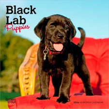 Black Labrador Retriever Puppies | 2026 7x14" (Hanging) Mini Wall Calendar