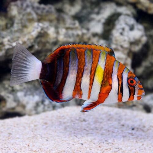 AUSSIE HARLEQUIN TUSK - Live Saltwater Fish - *FREE SHIPPING*