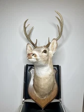 Vintage Man Cave Deco Whitetail Deer Head Shoulder Mount Taxidermy 8 Point