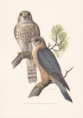 1960 MERLIN FALCON Bird Print - Vintage Bird Wall Art Decor - 7.5 x 10.6 Inches