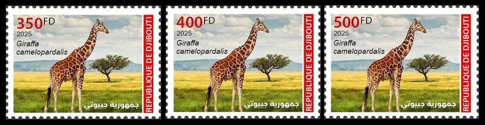DJIBOUTI 2025 SET 3V - GIRAFFE GIRAFFES GIRAFE GIRAFES - MNH - Image 1 of 1