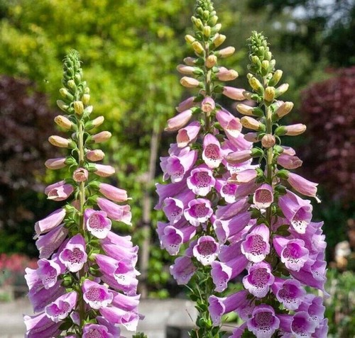 Digitalis Dottie Mix pianta di Digitale - Imagen 1 de 10