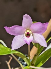 Blooming Size Orchid Hybrid Dendrobium aduncum x trantuanii .