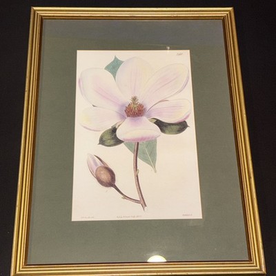 Vintage Magnolia Botanical Print circa 1828 Signed By E.D.Smith Drawn By R.Sweet