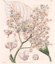 Saurauja Spectabilis Bolivia Fiore Botanica Incisione Curtis 3982