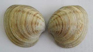 MERCENARIA MERCENARIA 63.35 mm Shell Seashell WEST FLORIDA