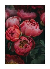 Stampe Rosa Fiori Stampa Moderna Natura Arredo Camera Stampa Wall Art Floreale