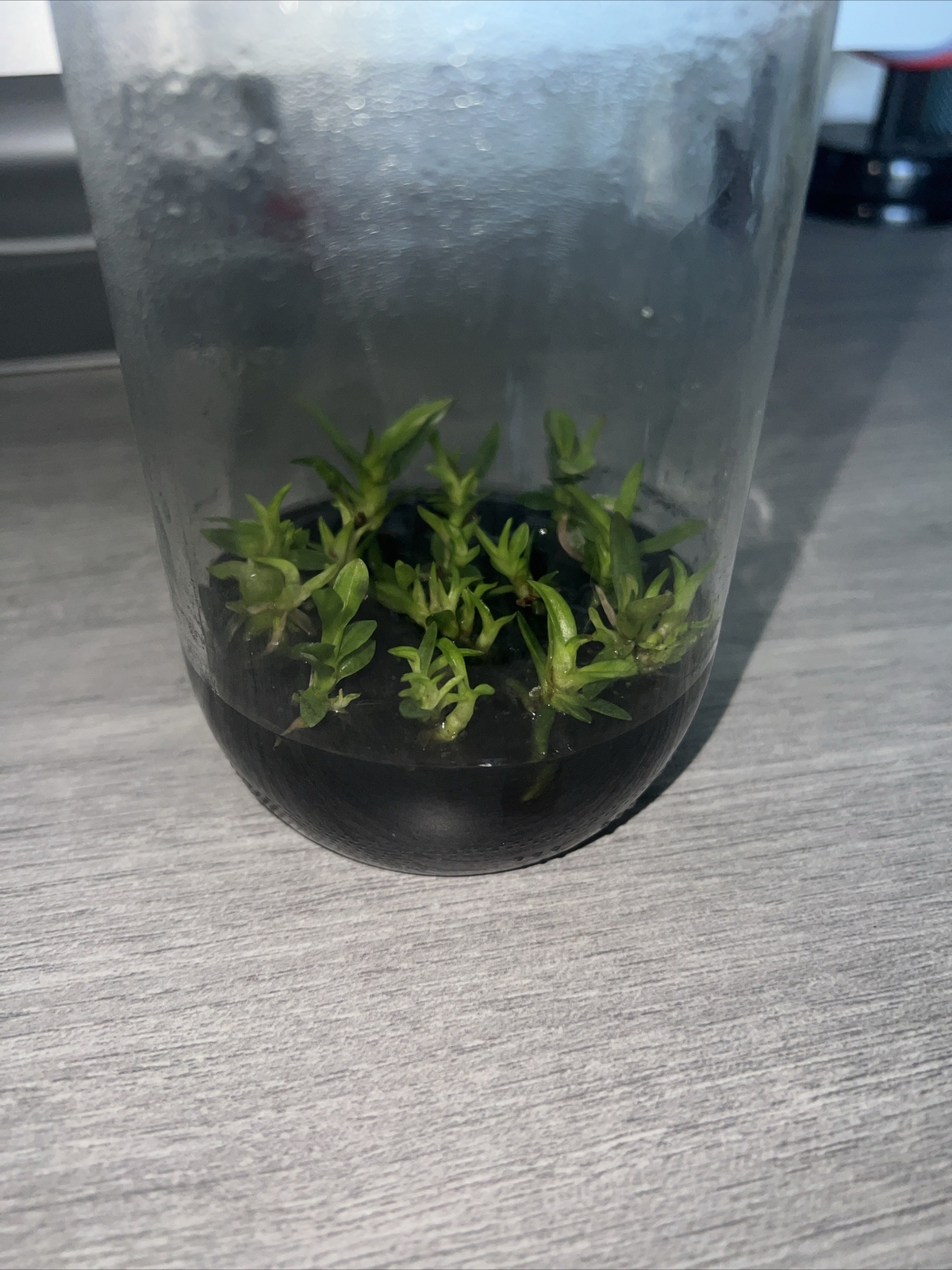 Cattleya Rex (Flask) Extremely RARE SPECIES eBay