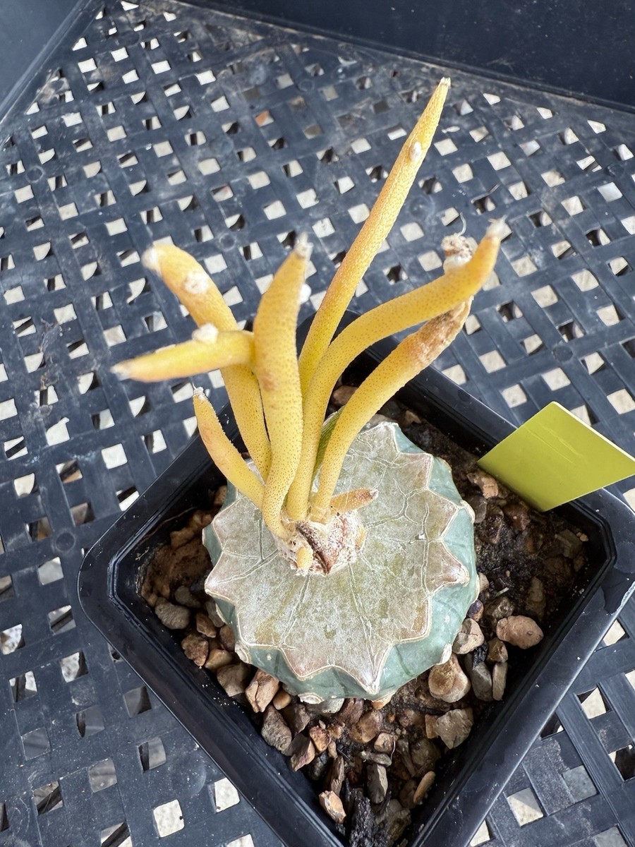 Rare VariegatedAstrophytum Caput Medusae Grafted | eBay