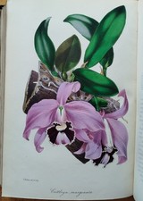 Paxton Magazine of Botanica Botanica Piante 44 tavole colorate Vol.X - 1843