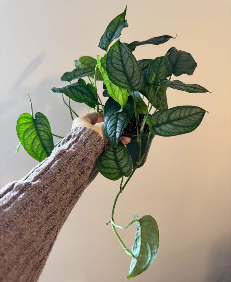 philodendron billietiae x atabapoense Philodendron billietiae 4