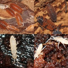 25 Lava  25 Orange Koi - 50 Isopods  Large Springtail Culture