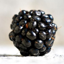 Plantas de raíz desnuda Ponca Blackberry - dulces, sin espinas - de vivero recogido a mano