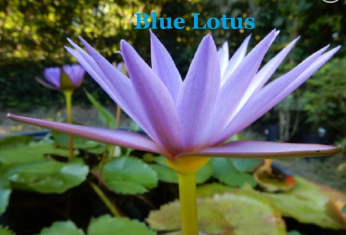 BLUE LOTUS OIL (Please read the Item description before purchasing this oil)