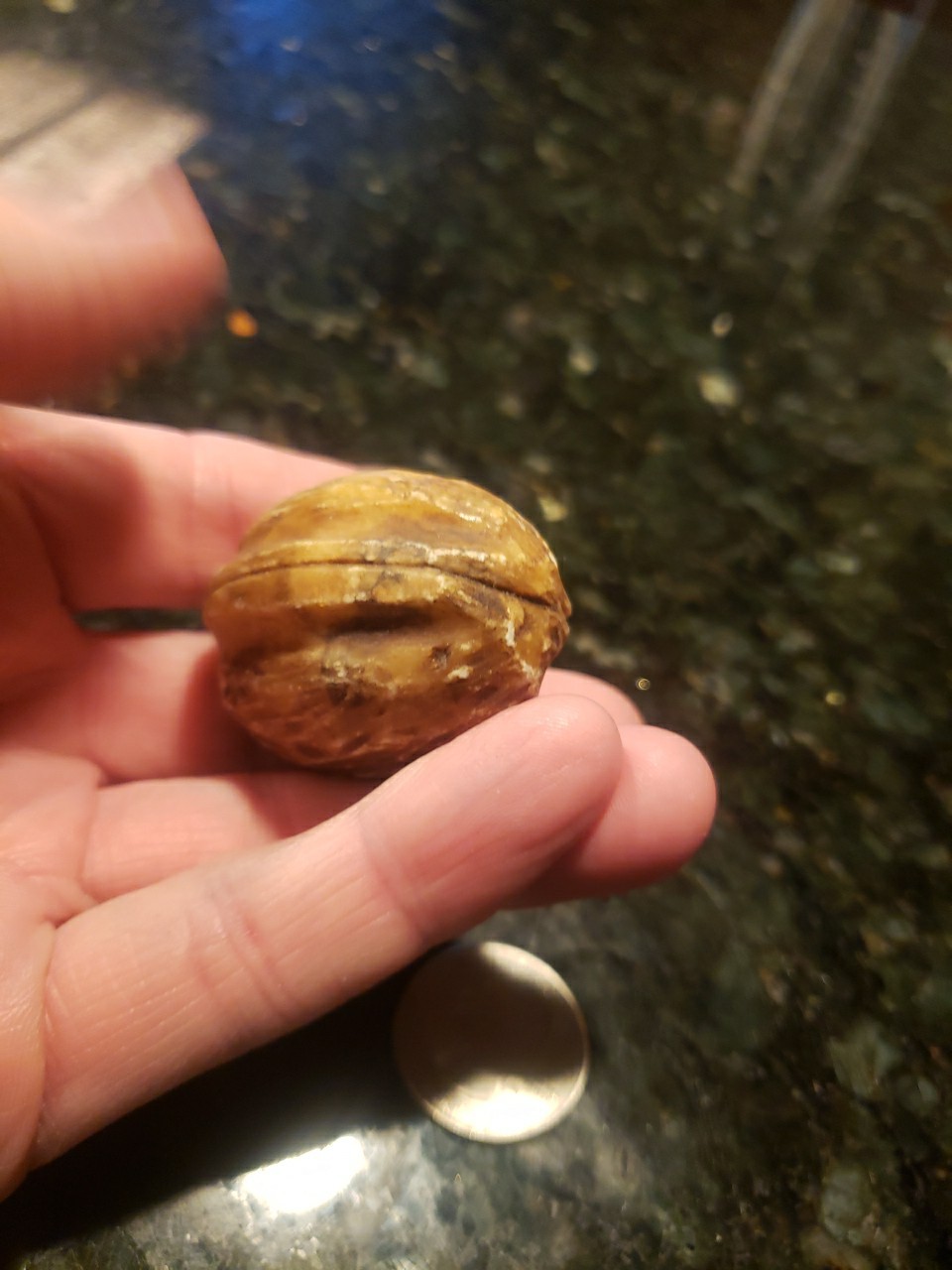 ANTIQUE LARGE WALNUT ALABASTER MARBLE STONE FRUIT OLD ITALIAN REALISTIC 