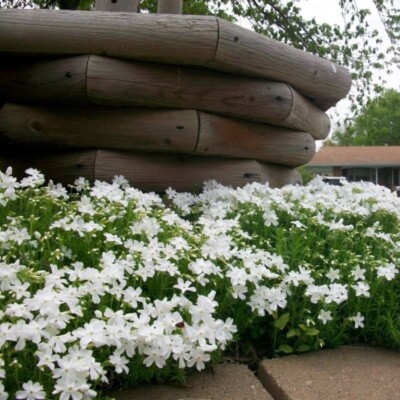 100+ Snowflake Creeping Phlox Seeds for Garden Planting - USA - FREE  SHIPPING! | eBay