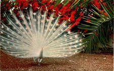 San Diego Zoo, White Peacock, India, ODK-153 Postcard