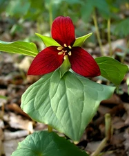Red Trillium (Wood Lily) - 5 Root Divisions
