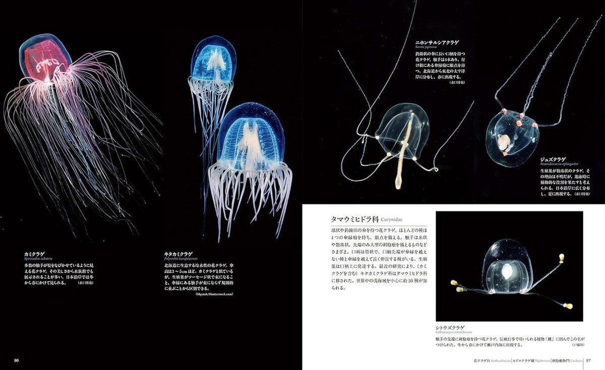 The World's Most Beautiful Photographs of Jellyfish Encyclopedia
