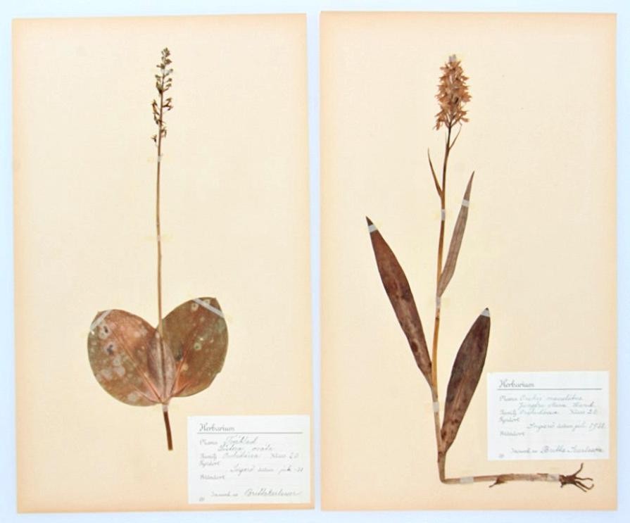2 x Vintage 1930's Swedish Herbariums HEATH SPOTTED ORCHID & COMMON TWAYBLADE