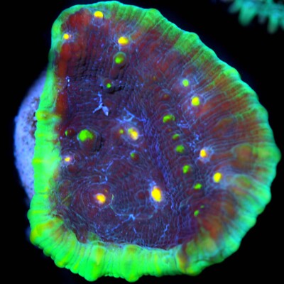 CORALS OF EDEN ~ Super Man Chalice Coral Frag ~ LPS ~ SPS