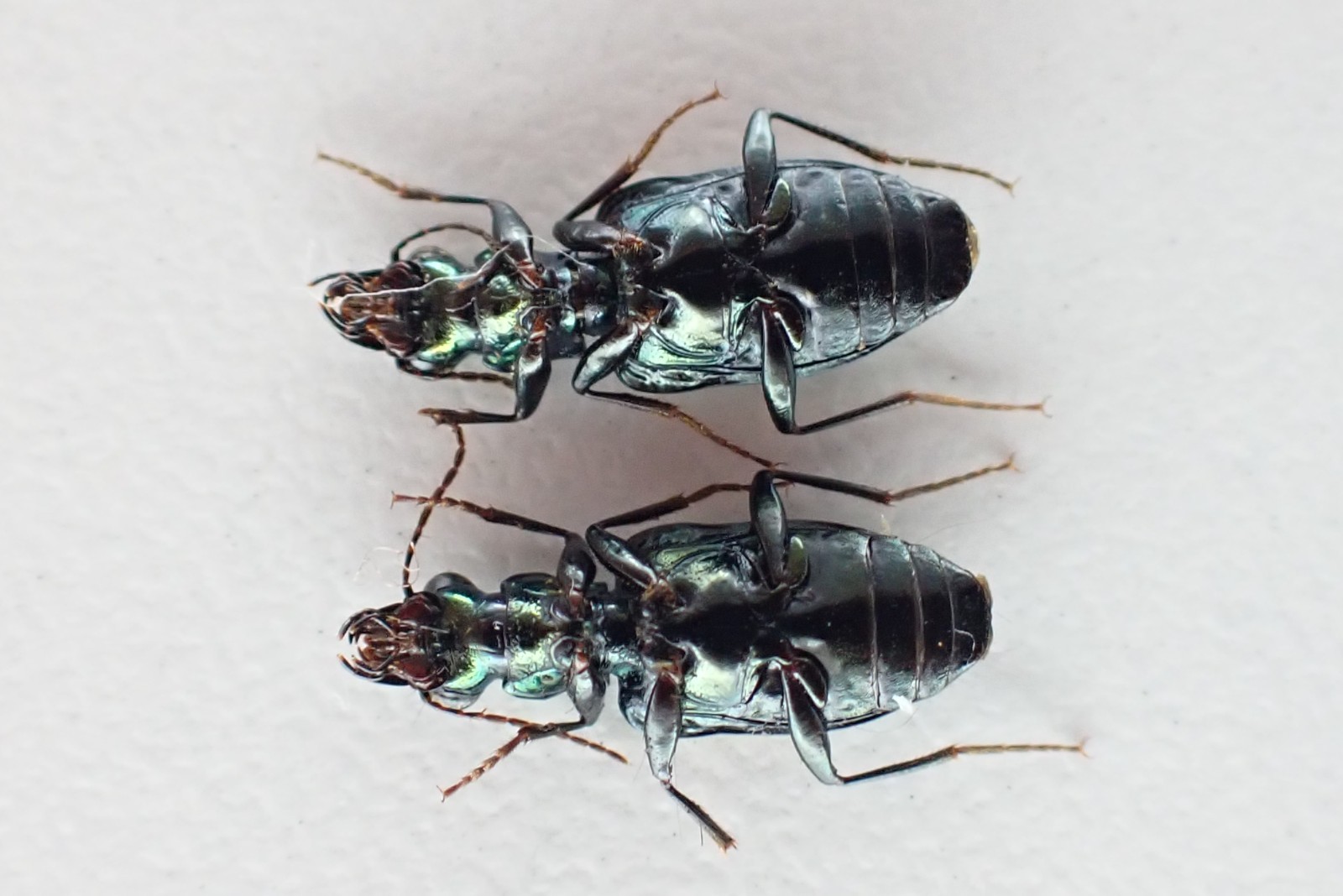 D20639. Insects, Beetles. Carabidae sp. Vietnam Central. A2