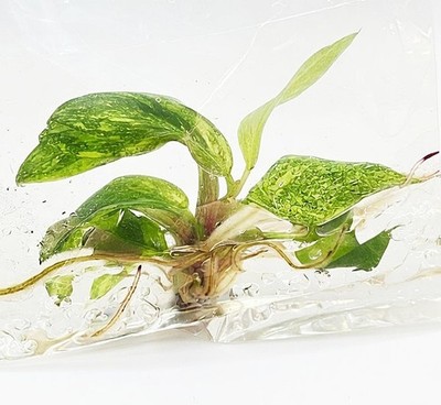Philodendron 'Orange Princess' Variegated Tissue Culture 1 Plantlet House Plant