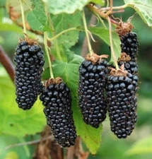 SWEET GIANT THORNLESS BLACKBERRY Live Plant - 1-2 yr Old Pruned & Well Rooted