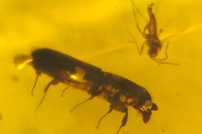 Beetle with Fungus Gnats in Dominican Amber Fossil Gem from Los CaCaos Mines