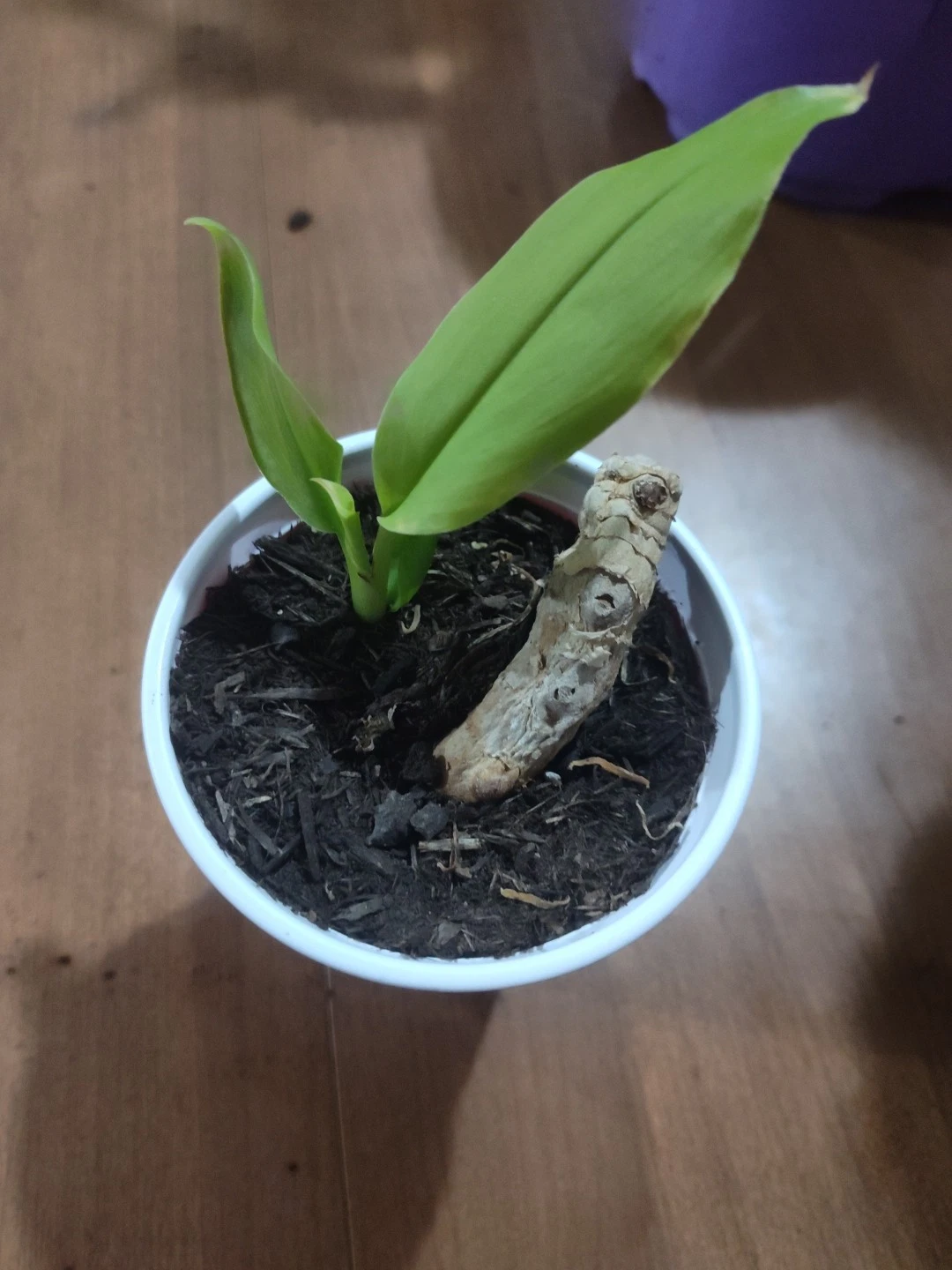 Organic Yellow Turmeric Plant - Curcuma longa Live Starter Plant FREE SHIPPING!
Opens in a new windo