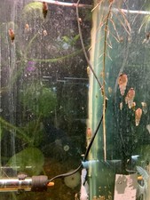 50 Live Malaysian Trumpet Snails MTS Fresh Water, Tropical, different sizes