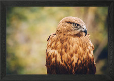 What Can I Do Framed Wall Art Poster Canvas Print Picture What Can I Do Framed Wall Art Poster Canvas Print Picture