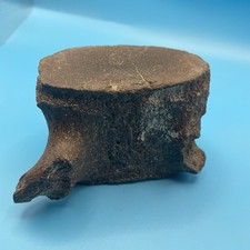 Whale Vertebrae Fossil AUTHENTIC Cetacean Vertebrae Fossil South Florida