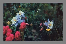 1975 Postcard Chrome Columbine State Flower For Colorado 