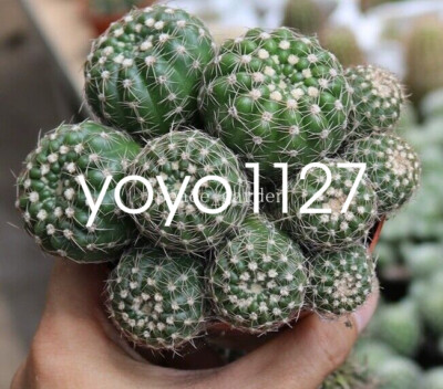Multi-Head Succulent Notocactus uebelmannianus cactus Cacti Succulent plant  8-10 | eBay