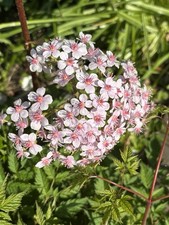 Darmera peltata. Umbrella Plant.Three Large Wool Potted Rhizomes Ready To Plant