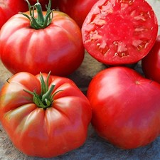 Tomato Malinowy Ozarowski (Polish Tomato) Plug Plant - END OF MARCH PREORDER!