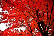 Native Red Maple Tree – Live Tree in Quart Pot