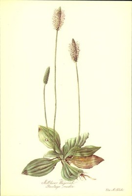 Mittlerer Wegerich (Plantago media). Kunstdruck nach Aquarell von Elsa M. Felsko