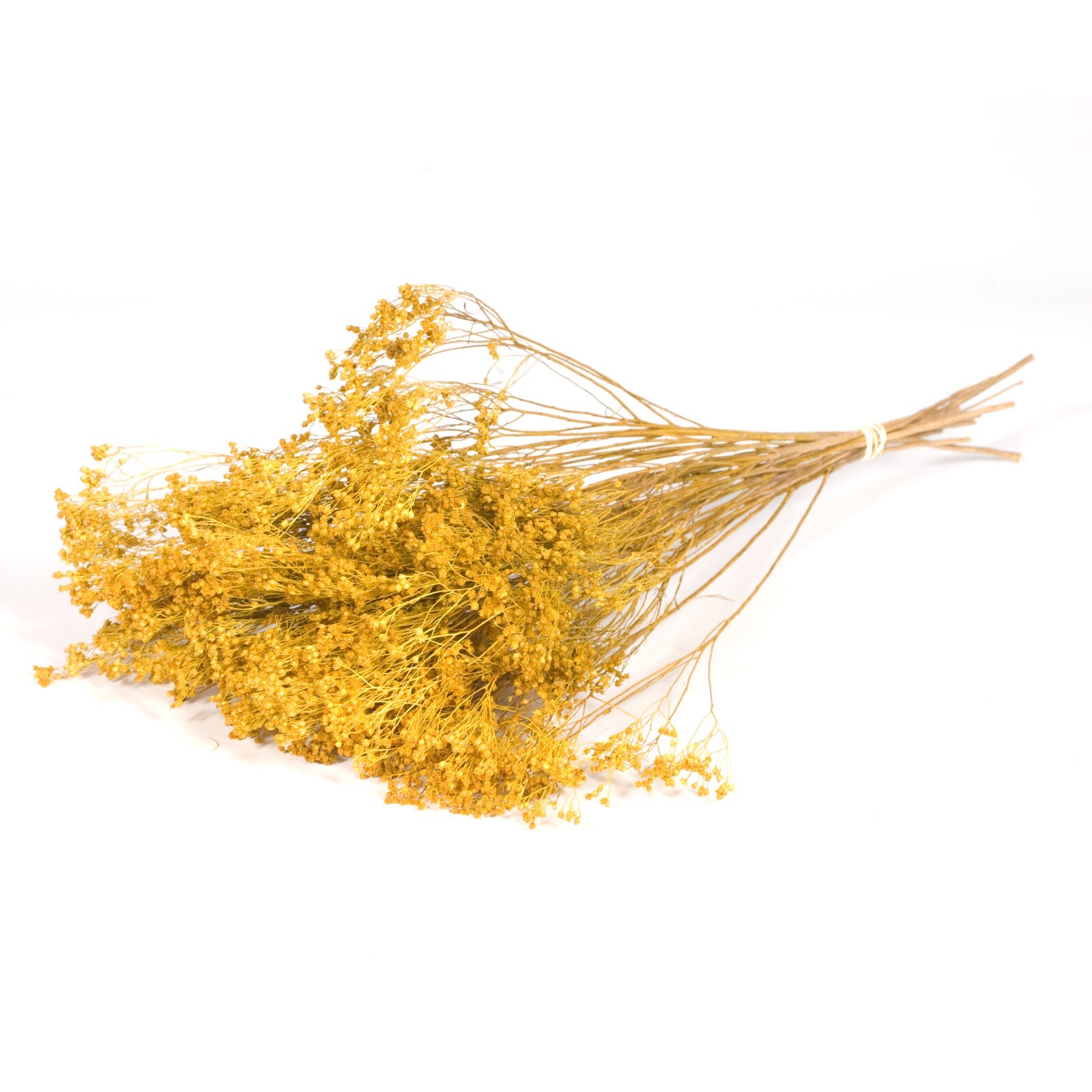 Dyed Bunch of Dried Broom Bloom 40cm/15 Inches Yellow