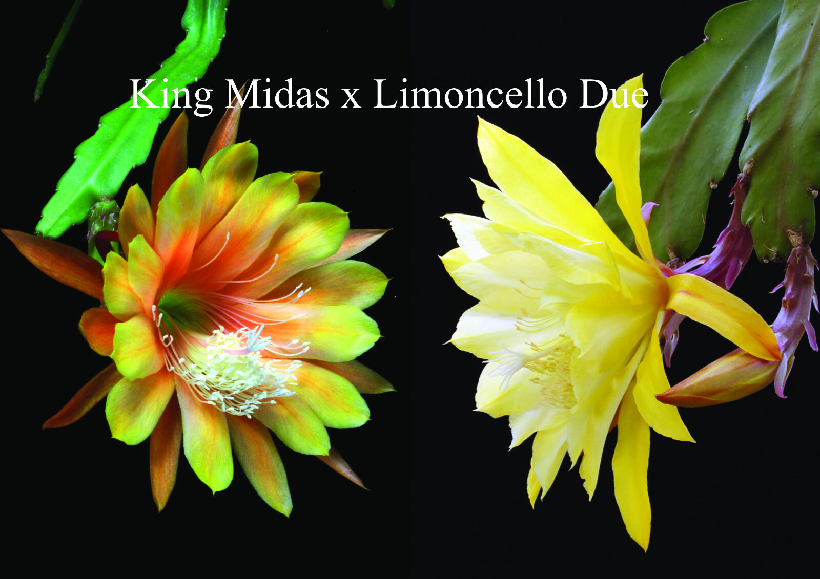 Semillas de epicacto 18. King Midas x Limoncello Due